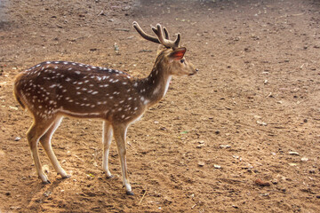 Naklejka na ściany i meble white deer Dublar Char Sundarban