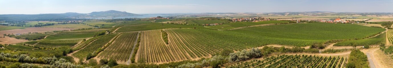 Fototapeta na wymiar Vineyards near Zajeci village and Pavlov Hills