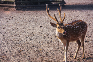 deer in the woods  Dublar Char Sundarban
