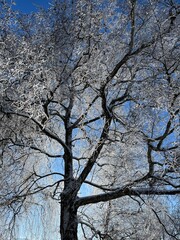 Large tree with snow on it, photographed against the sun