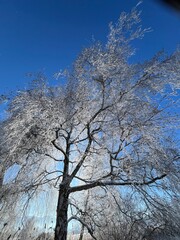 Large tree with snow on it, photographed against the sun