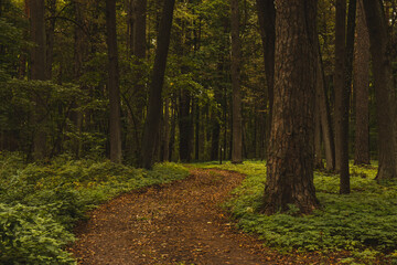 A winding path through the forest. The road is along an alley with tall trees. The road through the...