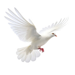 Graceful White Dove Soaring in Isolated Flight Against a Blue Sky – Symbolizing Peace, Love, and Freedom in Nature's Beauty