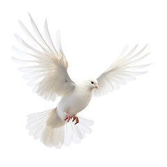 Graceful White Dove Soaring in Isolated Flight Against a Blue Sky – Symbolizing Peace, Love, and Freedom in Nature's Beauty