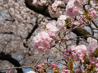 Sakura, cerisier du japon