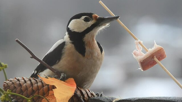 Woodpecker eats a piece of bacon and salo against the backdrop of a winter landscape.