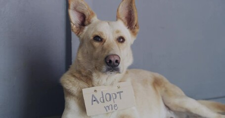 Dog at animal shelter with adoption cardboard, calm and sad for foster care, love and lost attention. Empathy, charity and abandoned puppy at pet rescue center with sign, hope and loyalty at kennel.