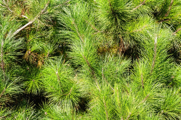 dense needles of pine branches on pinus radiata tree