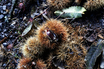 Chestnuts natural in the forest - 714956896