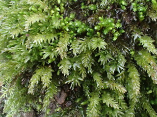 Horn Calcareous Moss (Mnium hornum)moss, mosses, bryophyte, bryophytes, green, woodland, plant, plants, bryophyta, 