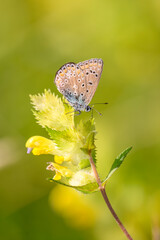 Common blue butterfly - Polyommatus icarus - on the European yellow-rattle - Rhinanthus...