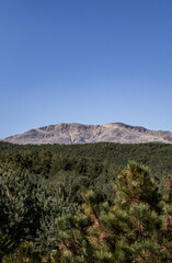Mountain and forest