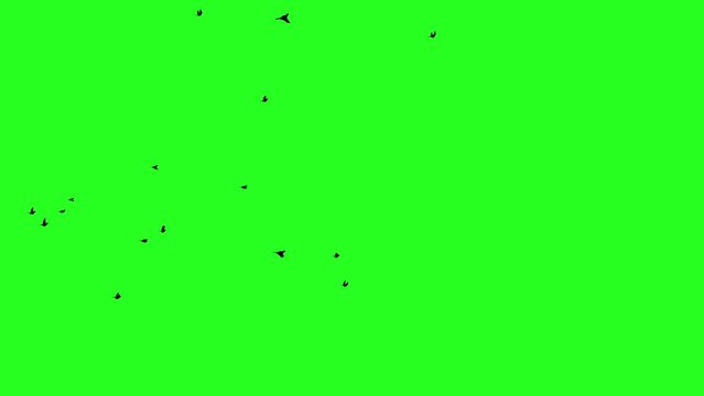 A flock of black birds flies green screen silhouette animation 4k