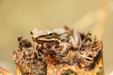 Brown tree frog on tree stump