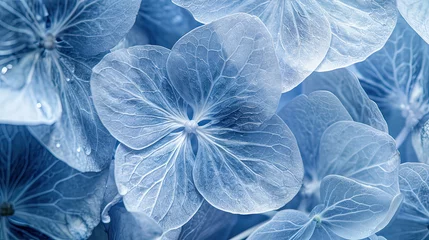 Foto op Plexiglas anti-reflex blue flower background - hydrangea closeup © sam richter