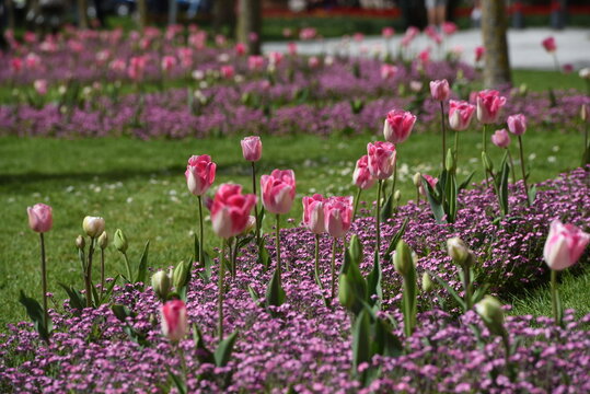 F&ecirc;te des tulipes, Tulip Festival, Morges, canton de Vaud, Suisse