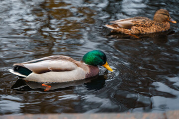 Obraz premium A duck swims in a pond in the park in autumn
