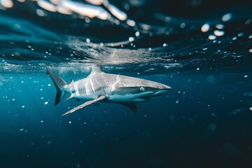 lonely tintorera shark swimming underwater in the sea