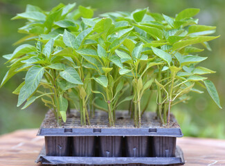 Growing seedlings of sweet pepper in cassettes