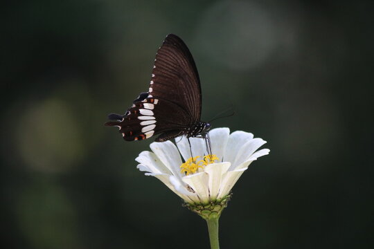 White butterfly gracefully rests on a vibrant flower in a summer garden, showcasing the delicate beauty of nature in a close-up, colorful scene