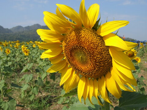 Vibrant sunflowers bloom in a summer field under the bright blue sky, showcasing the beauty of nature