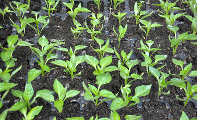 Growing seedlings of sweet pepper in cassettes