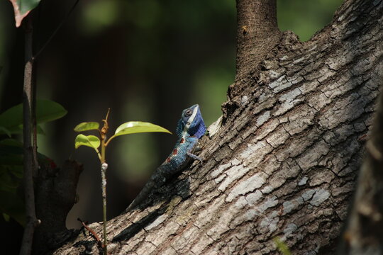 Woodpecker majestically perched on a tree branch in the great outdoors, surrounded by nature's beauty and blue skies