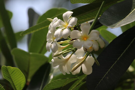 White Orchids in a Tropical Garden: Beautiful Blooms of Exotic Frangipani and Plumeria Flowers with Magnolia and Yellow Blossoms, Surrounded by Lush Green Leaves in a Summer Paradise