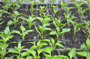 Growing seedlings of sweet pepper in cassettes