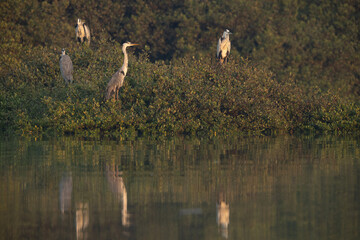 Grey Herons on mangrove with reflection on water at Tubli bay, Bahrain