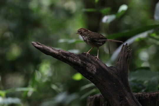 Brown sparrow perched on a green branch in the wild, surrounded by grass and nature, showcasing its small size, feathers, and beak in a forest setting