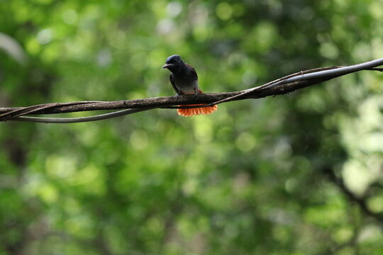 A majestic red-tailed bird perched on a tree branch in a beautiful natural setting, surrounded by vibrant colors and other birds like robin, starling, and flycatcher, capturing the essence of wildlife