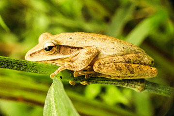 Obraz premium Treefrog on green leaf