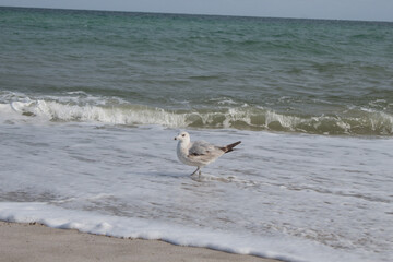 Seagull on the ocean beach