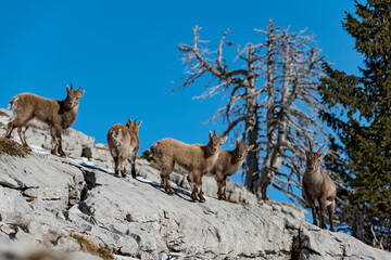 Bouquetin des Alpes (Capra ibex) femelles et jeunes en hiver. Alpes. France