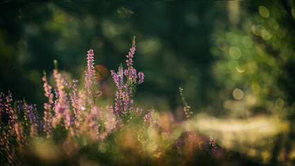 HEATHER - Autumn plants in the shimmering morning dew