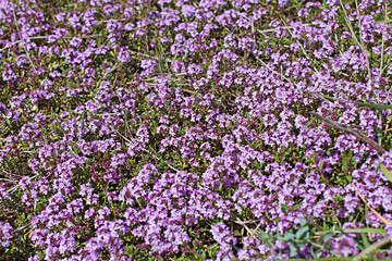 Flourishing thyme herb with pink flowers