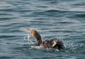 Obraz premium Motion blur image of Socotra cormorant bathing at Busaiteen coast, Bahrain