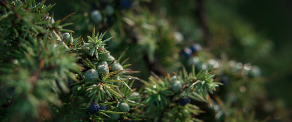 AUTUMN FOREST - A green juniper bush in drops of morning dew
