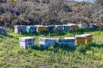 Traditional wooden bee hives in huelva mountains for the pollination of plantations and obtaining...