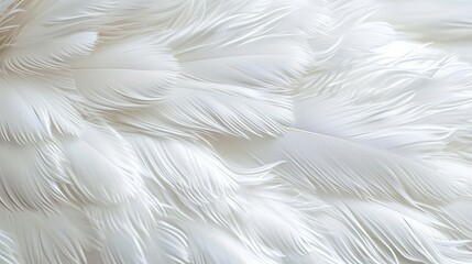 Obraz premium White feather background