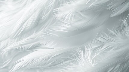 Fototapeta na wymiar White feather background