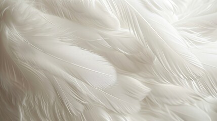 Obraz premium White feather background