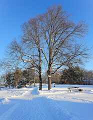Panorama of a snow-covered city park with long shadows on a sunny morning in Riga, Latvia. Cold winter weather.	