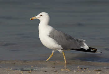 Fototapeta na wymiar Closeup of a Lesser Black-backed Gull at Busaiteen coast, Bahrain