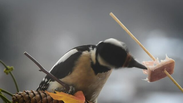 Woodpecker eats a piece of bacon and salo against the backdrop of a winter landscape.