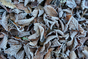 Fallen leaves sparkling from ice crystals on a frosty morning
