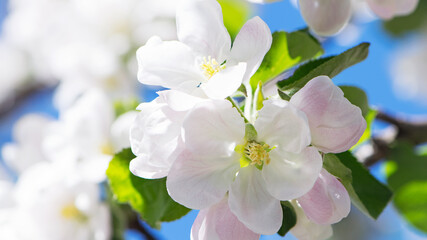 Fototapeta na wymiar flowering apple tree branch in the garden. Blooming fruit trees in the garden. White and pink flowers close-up on a branch of a tree. Floral spring nature background.