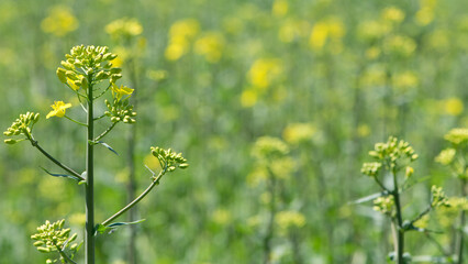 Fototapeta premium Rapeseed. Brassica napus. are blooming in sunny summer day. yellow flower, isolated on blurred natural background. agriculture, in Europe or Asia. floral background, close-up. soft focus