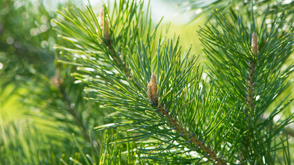 pinus resinosa. young tender cones on a pine branch in the forest. Closeup of Red Pine, Pinus resinosa, Male Pollen Cone, Pinecone, in Early Spring. natural background. cosmetology, aromatherapy